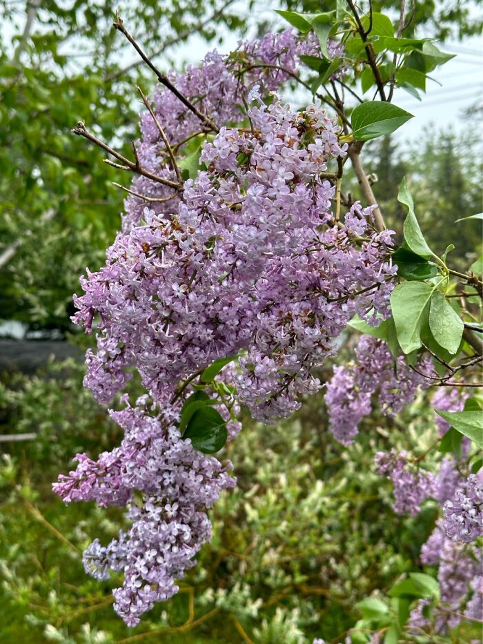 Lilacs