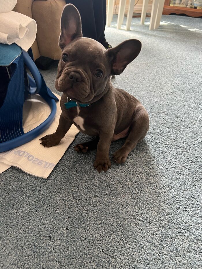 Frank Gallagher Is A Bad Boy