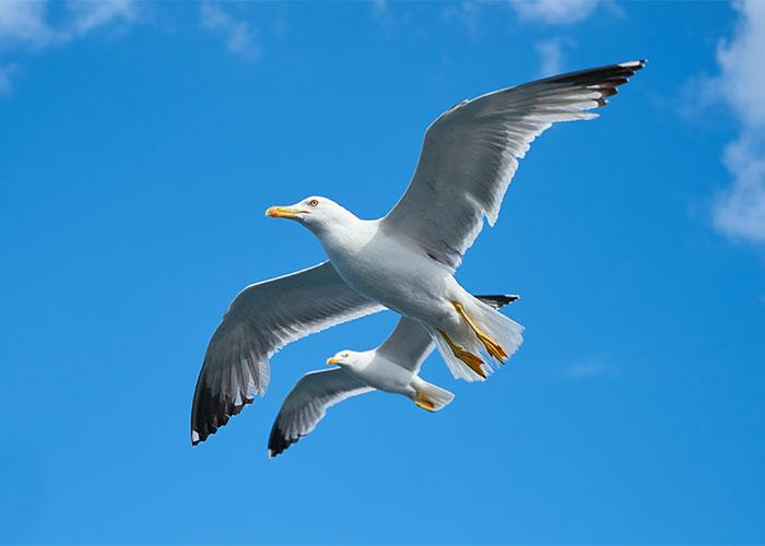 Someone Asks People To Share Facts That “Barely Anyone Knows”, And They Deliver (30 Answers)