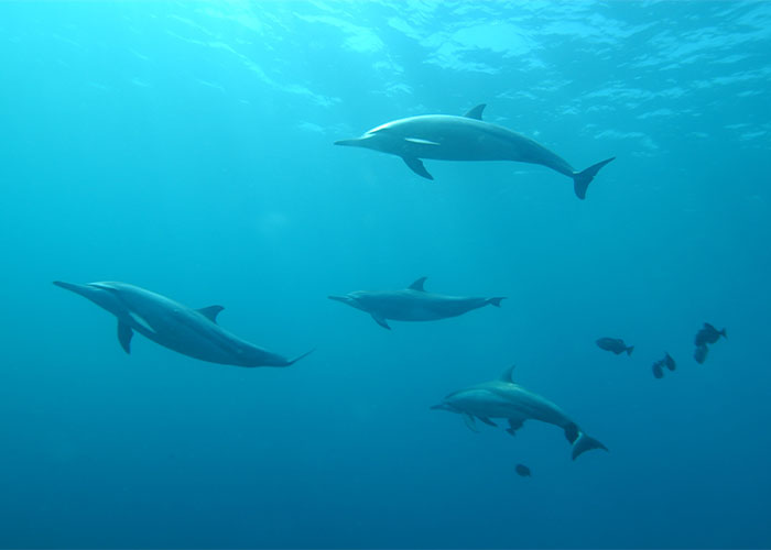 18 Datos muy interesantes que desconocidos por la mayoría de la gente