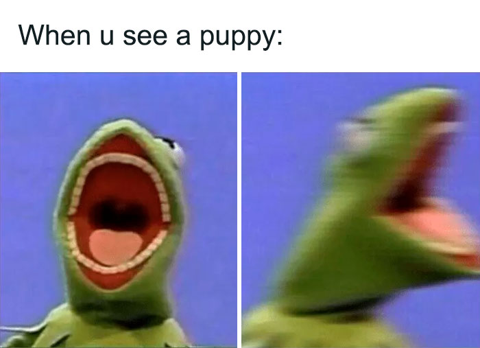 Screaming Kermit meme showing excitement with the caption "When u see a puppy."