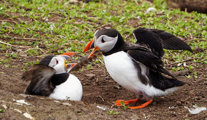 Two colorful birds fighting on the ground 