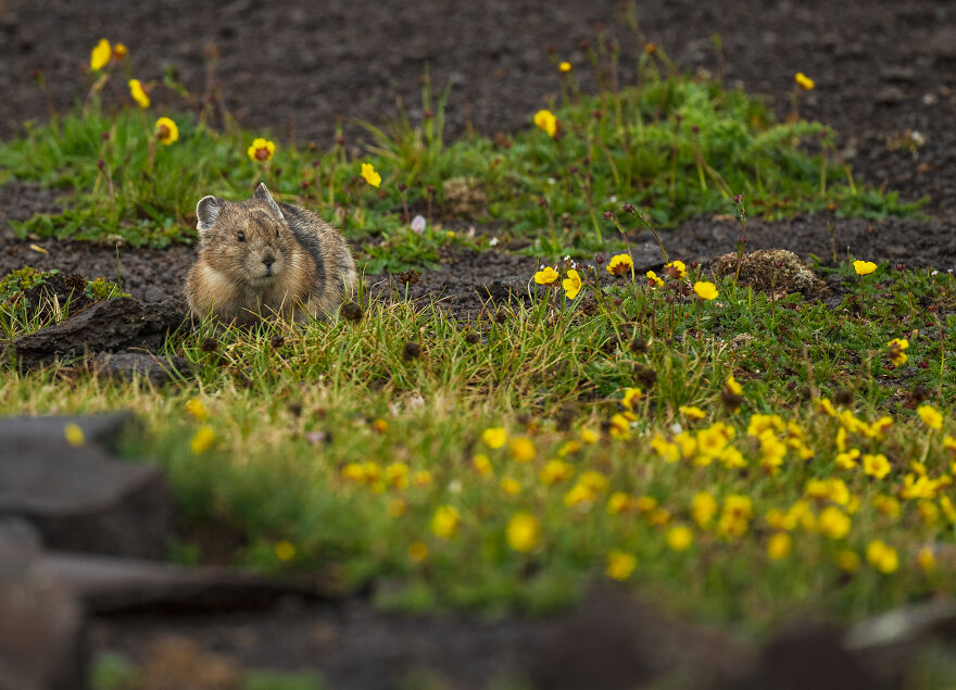 Enjoying Bountiful Summer Wildflowers