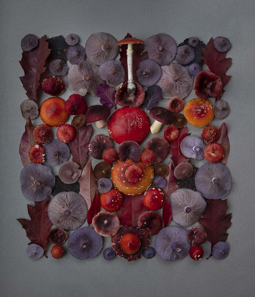 Celebrating Nature's Masterpiece: Stunning Mushroom Flatlays Curated Straight From The Woods By Moritz Schmid