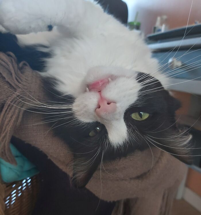 Panache Decided She Was The Best Christmas Present We Could Get