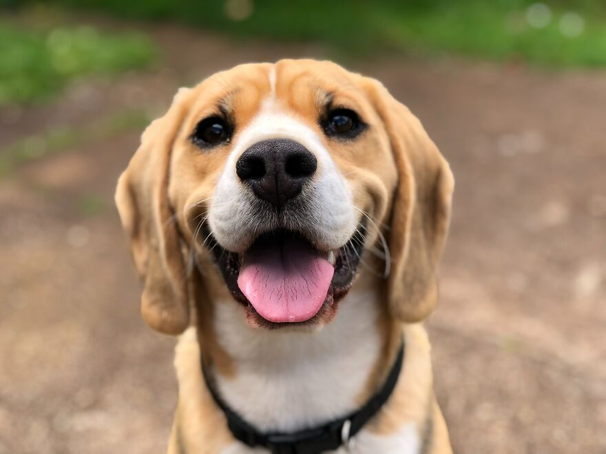 Heartwarming Tales: My Feline Adventures And My Dog's Heroic Act