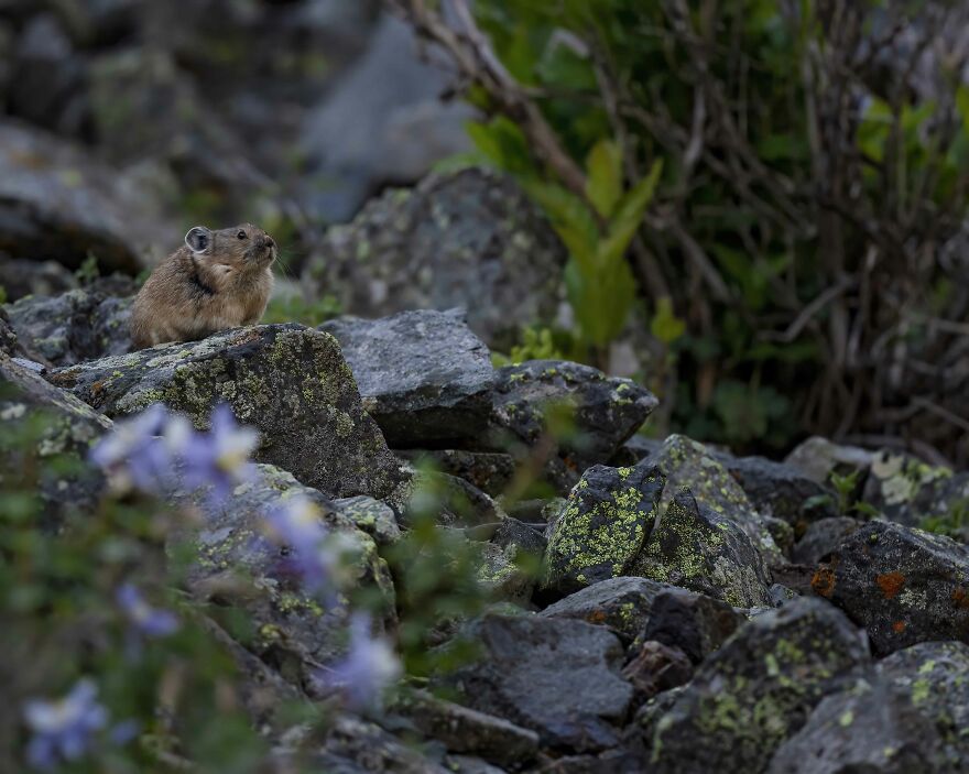 This Pika Has A Beautiful Columbine Garden