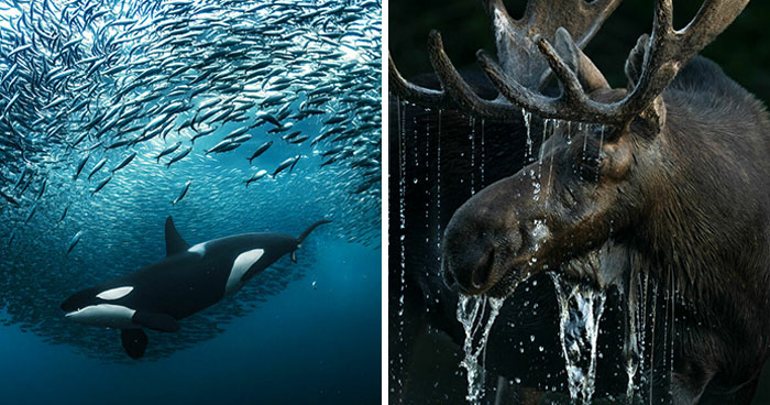 40 Images That Were Selected As Winners And Finalists Of This Year’s Big Picture Photography Contest