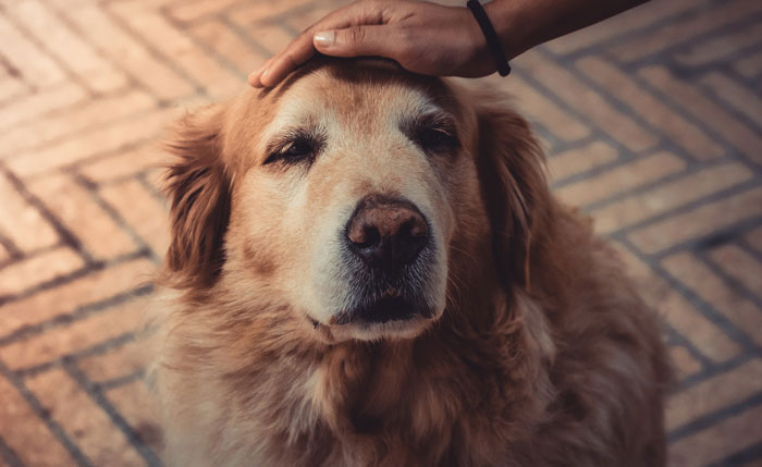 Person’s Daily Walk With Their Golden Retriever Gets Clouded After Running Into An “Off-Putting” Neighbor Who Pointed A Gun At The Dog