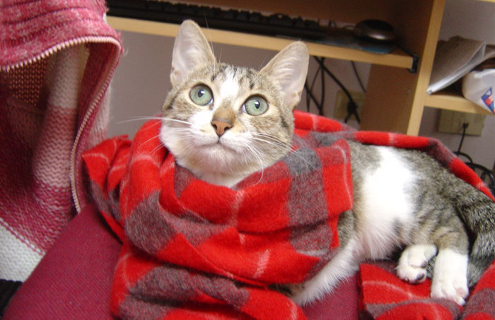 Woman Doesn’t Want To Change Her Cat’s Name Because Pregnant Cousin Wants To Use It For Her Baby, Wonders If She’s Just Being Stubborn