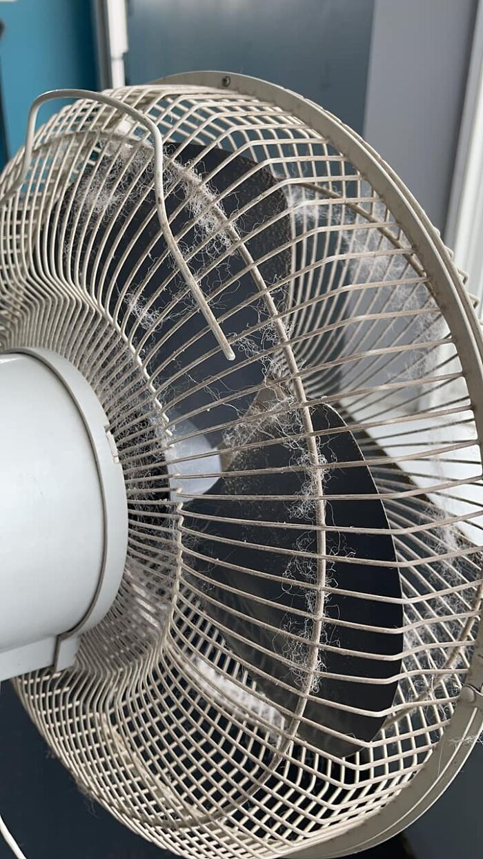 Grooming Shop And Fans. Fun Times