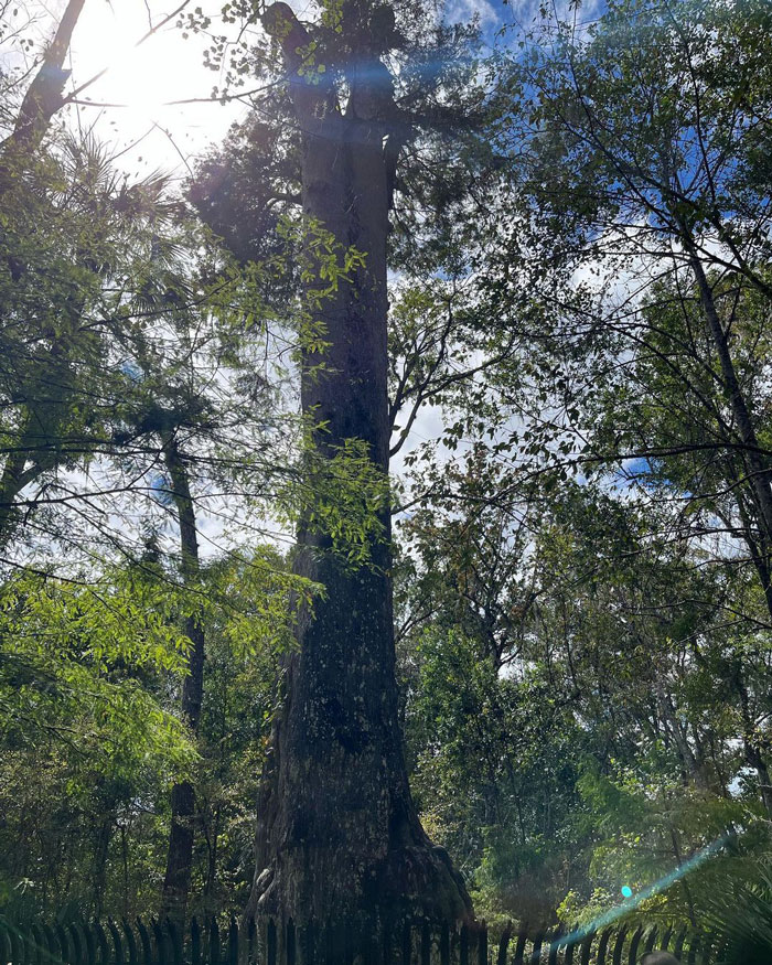 Tall Lady Liberty tree exposed to sunlight 