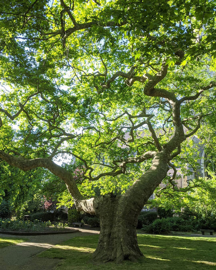 Tnjri tree exposed to sunlight 