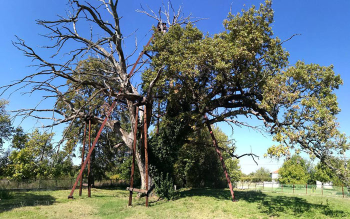Granit Oak tree supported by other structures 