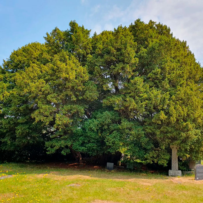 Llangernyw Yew tree near a cemetery 