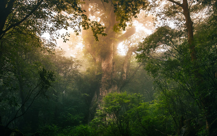 Jōmon Sugi tree exposed to sunlight 