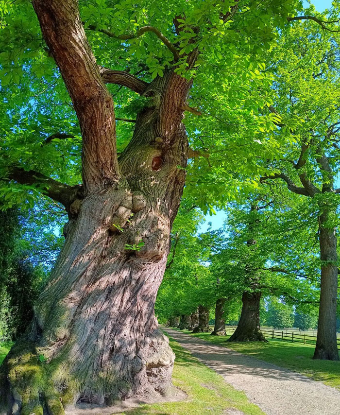 Chestnut Tree Of One Hundred Horses tree near a road 