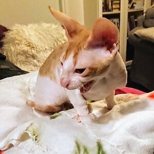 lukijainnokas avatar