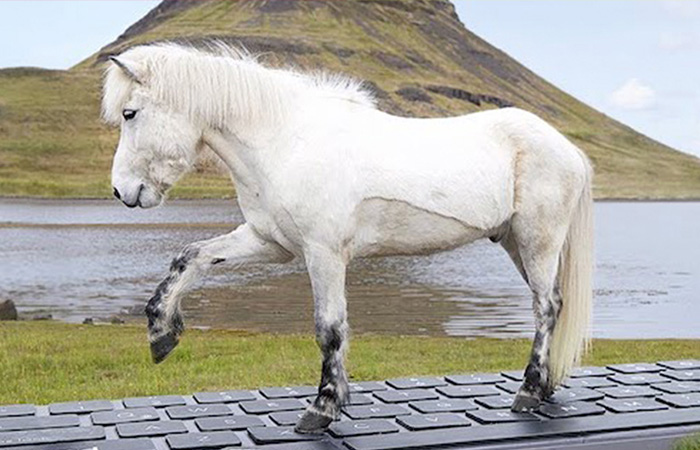 These Icelandic Horses Will Reply To Work-Related Emails On A Giant Keyboard
