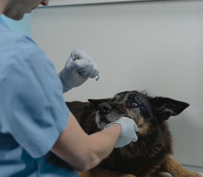 Veterinarian examining a concerned dog, symbolizing the deeply disturbing secrets people uncover about someone close to them.