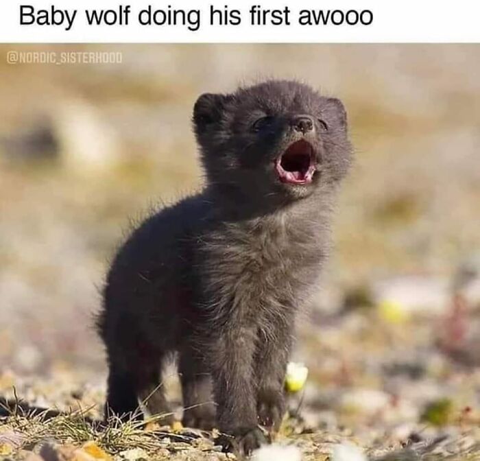 People-Share-Wholesome-Posts