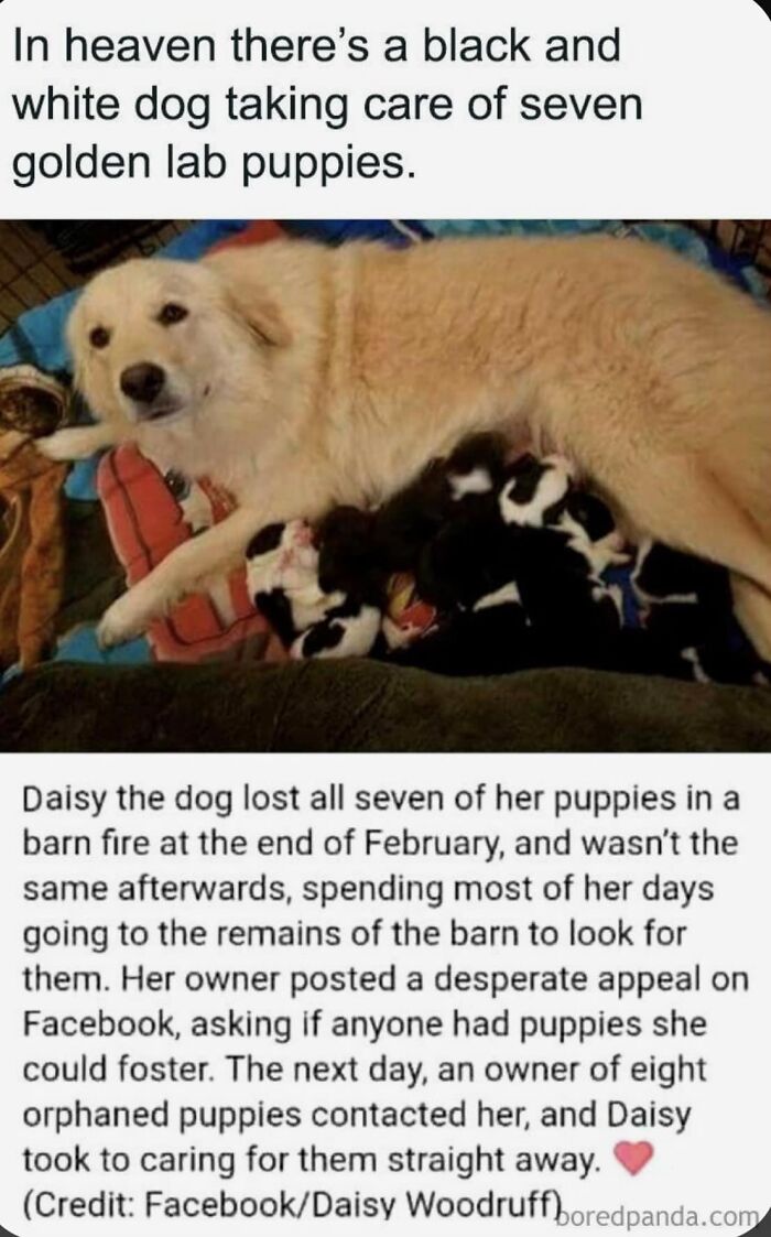 People-Share-Wholesome-Posts