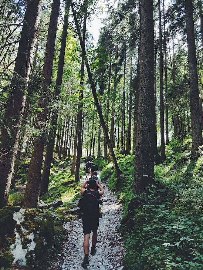 Hikers walking on a rocky path through a dense forest, exploring the great outdoors and nature trails.