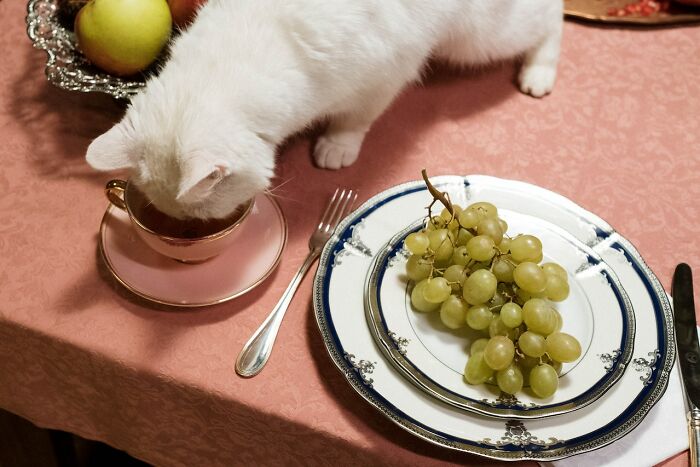 White cat drinking from a teacup on a pink tablecloth next to plates of green grapes and silverware, showing quality items.