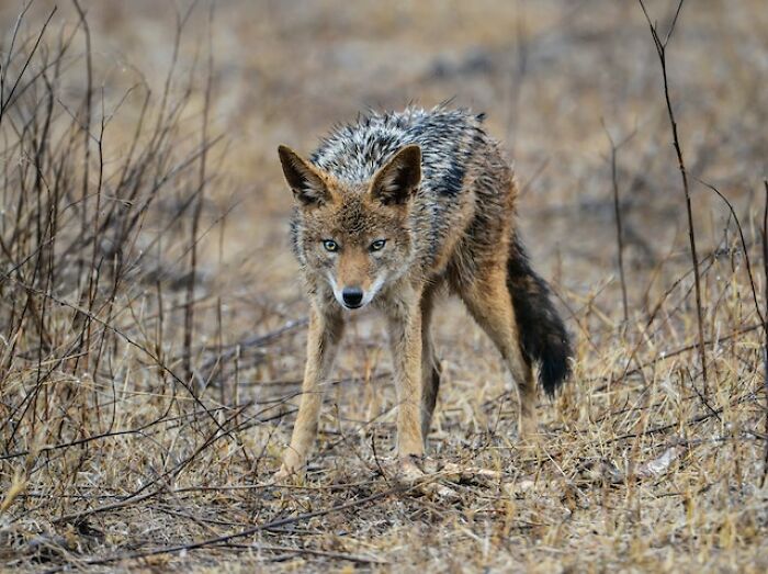 Cautious wild coyote in dry brush illustrating terrifying things experienced when exploring the great outdoors.