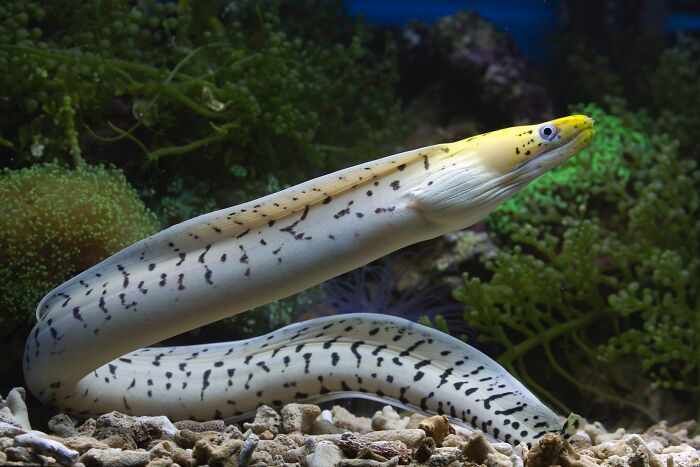 Eel In The Water Near Plants 