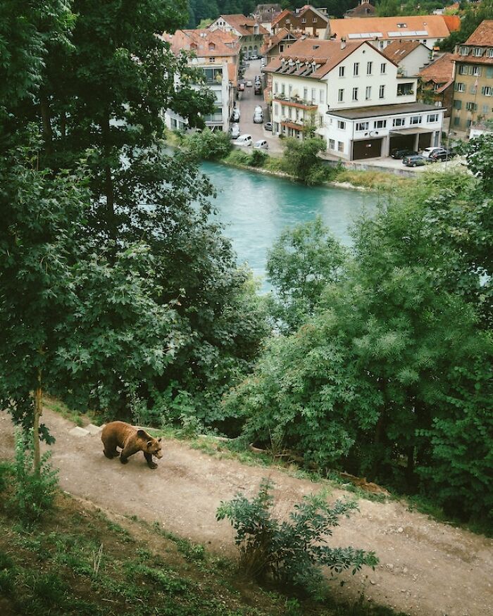 Brown bear walking on a trail near river and village, capturing terrifying experiences of exploring the great outdoors.