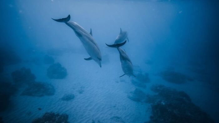 New Discovery Of Dolphins Using Baby Talk With Their Offspring Provides Fascinating Insight Into Animal Parenting