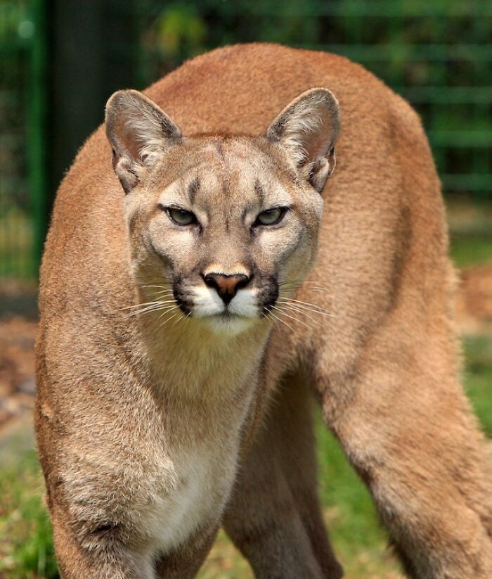 Mountain lion standing alert in natural surroundings, illustrating terrifying experiences exploring the great outdoors.