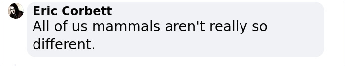 New Discovery Of Dolphins Using Baby Talk With Their Offspring Provides Fascinating Insight Into Animal Parenting