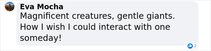 Incredible Moment As Whale Swims Up To Captain And Makes An Unusual Request Caught On Video