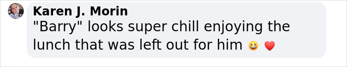 &lsquo;New Employee&rsquo; Black Bear Leaves Staff Hungry After Helping Himself To Their Lunch