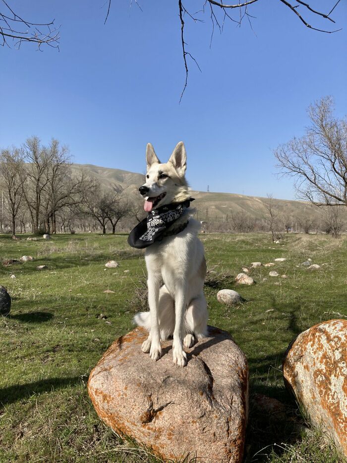 Foxy, A Former Stray That Was Founded In The Forest With A Collar. Someone Dumbed Her