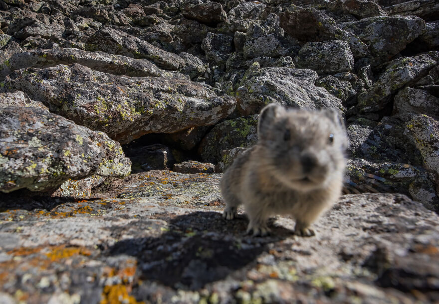 Pika Selfie!