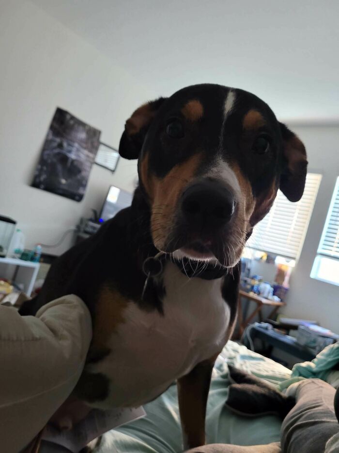 Our Rescue Buddy Happy