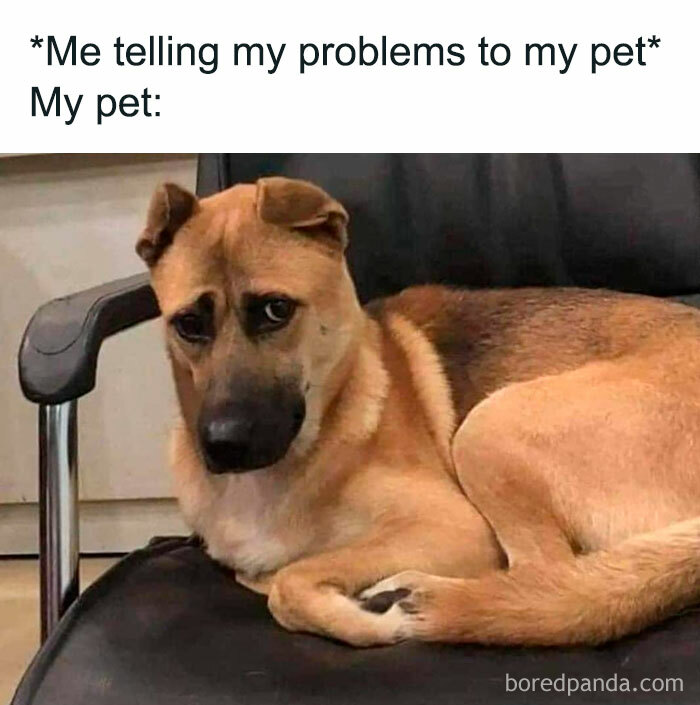 A relatable meme showing a dog on a chair with text: "Me telling my problems to my pet."
