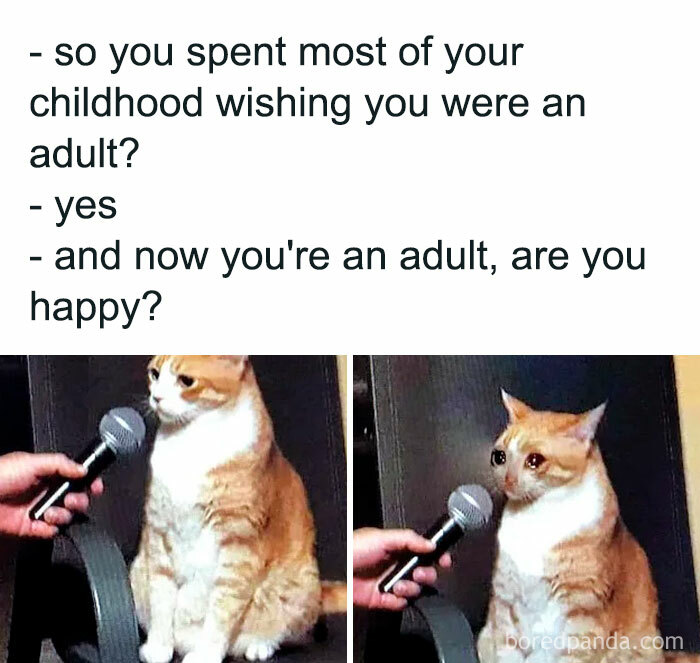 A relatable meme with a cat being interviewed, expressing adult life humor.