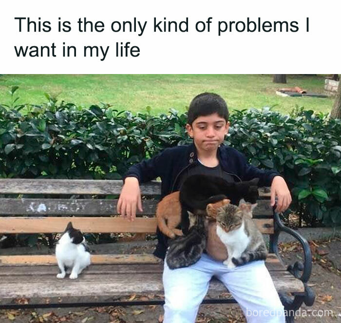 A boy on a bench covered in kittens, captioned as relatable problems.