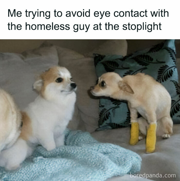 Two dogs on a couch, one avoiding eye contact humorously. Relatable meme scene.