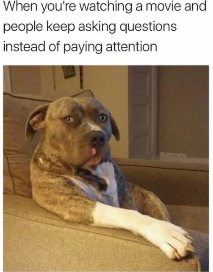 Dog sitting on a couch with a relatable meme expression.
