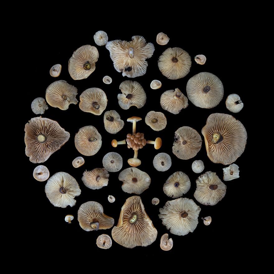 Celebrating Nature's Masterpiece: Stunning Mushroom Flatlays Curated Straight From The Woods By Moritz Schmid