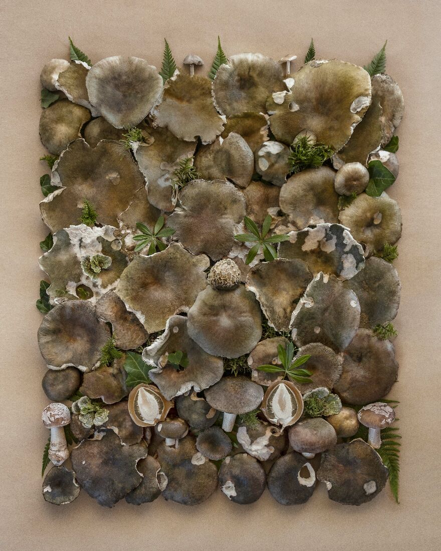 Celebrating Nature's Masterpiece: Stunning Mushroom Flatlays Curated Straight From The Woods By Moritz Schmid