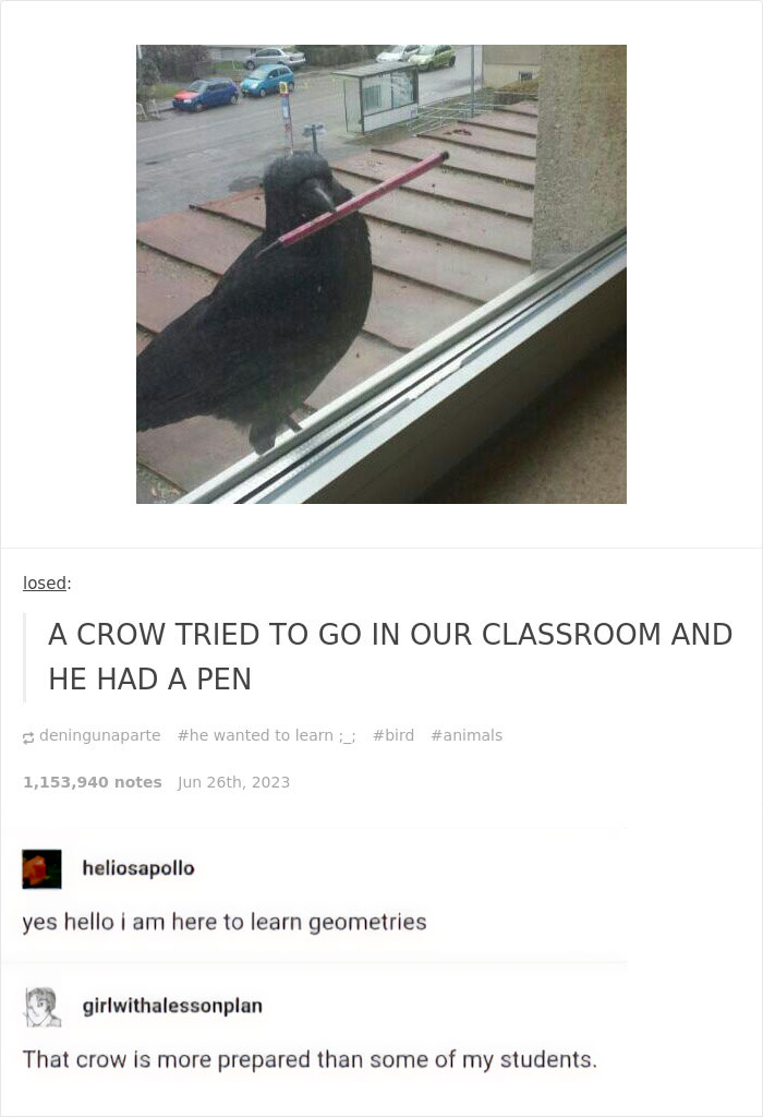 Crow holding a pen outside a window, humorously related to science memes about learning and education.