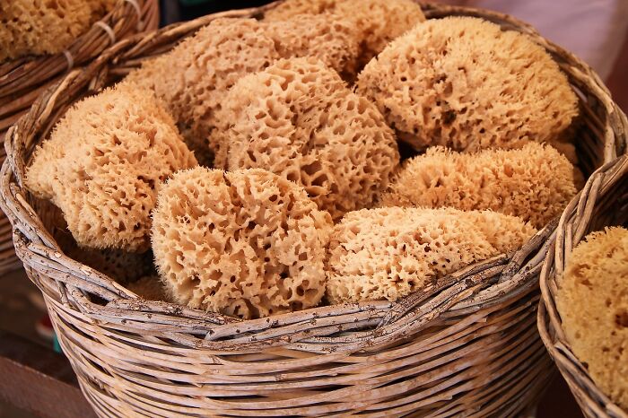 Sea Sponges In A Basket 
