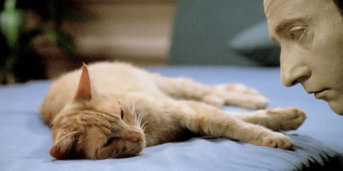 Data looking closely at a cat that's laying down