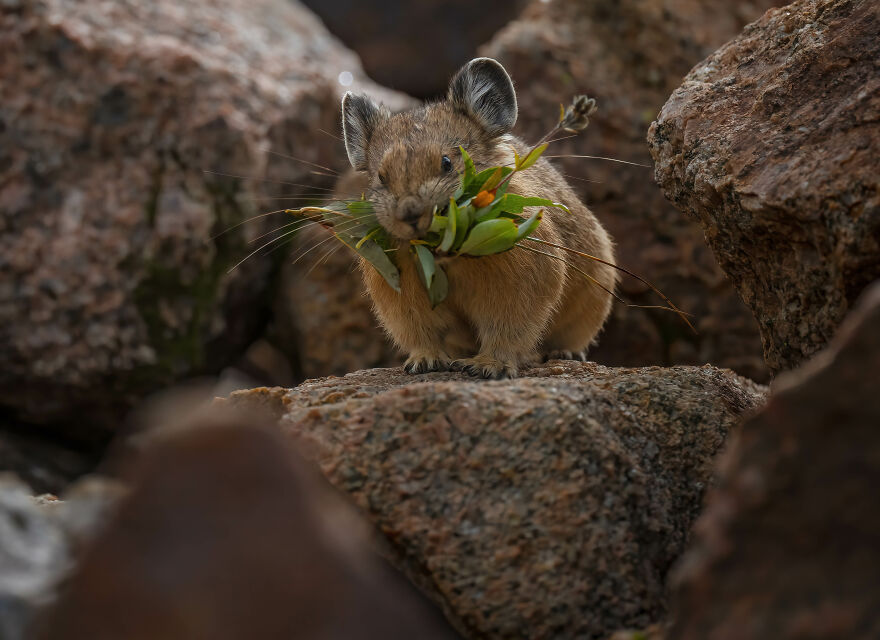 Stashing Away Yummy Grasses For The Snowy Months